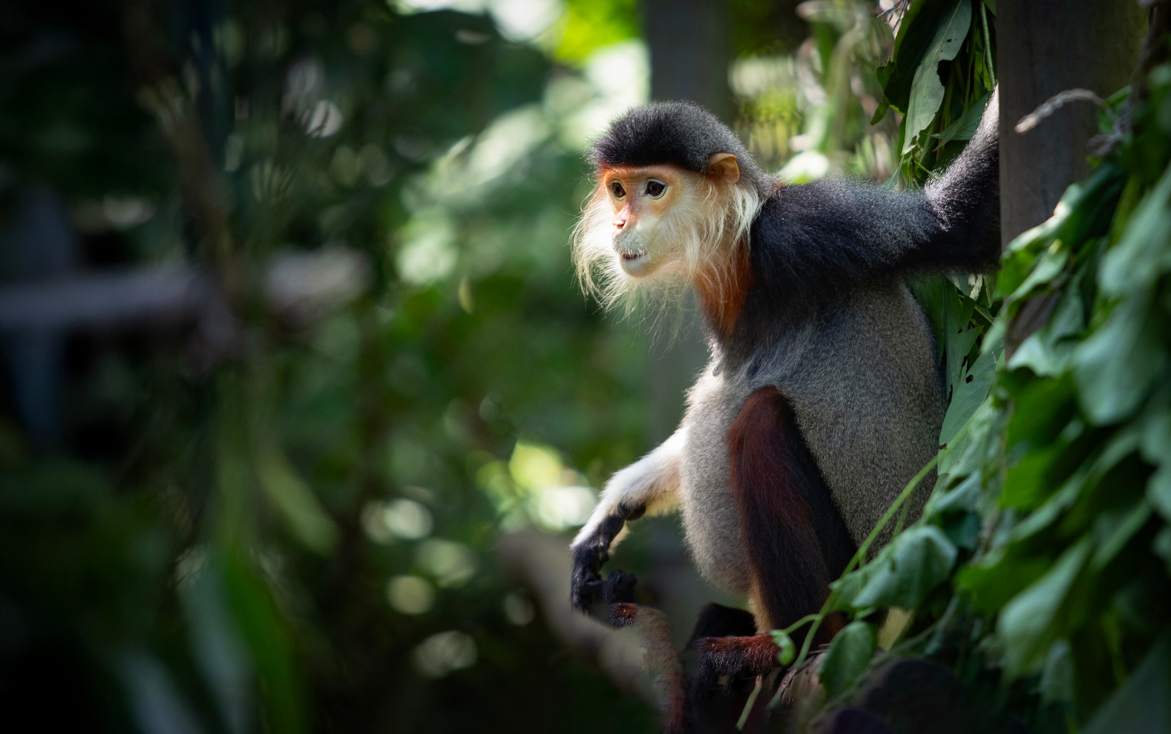 Cuc Phuong National Park Scene 2