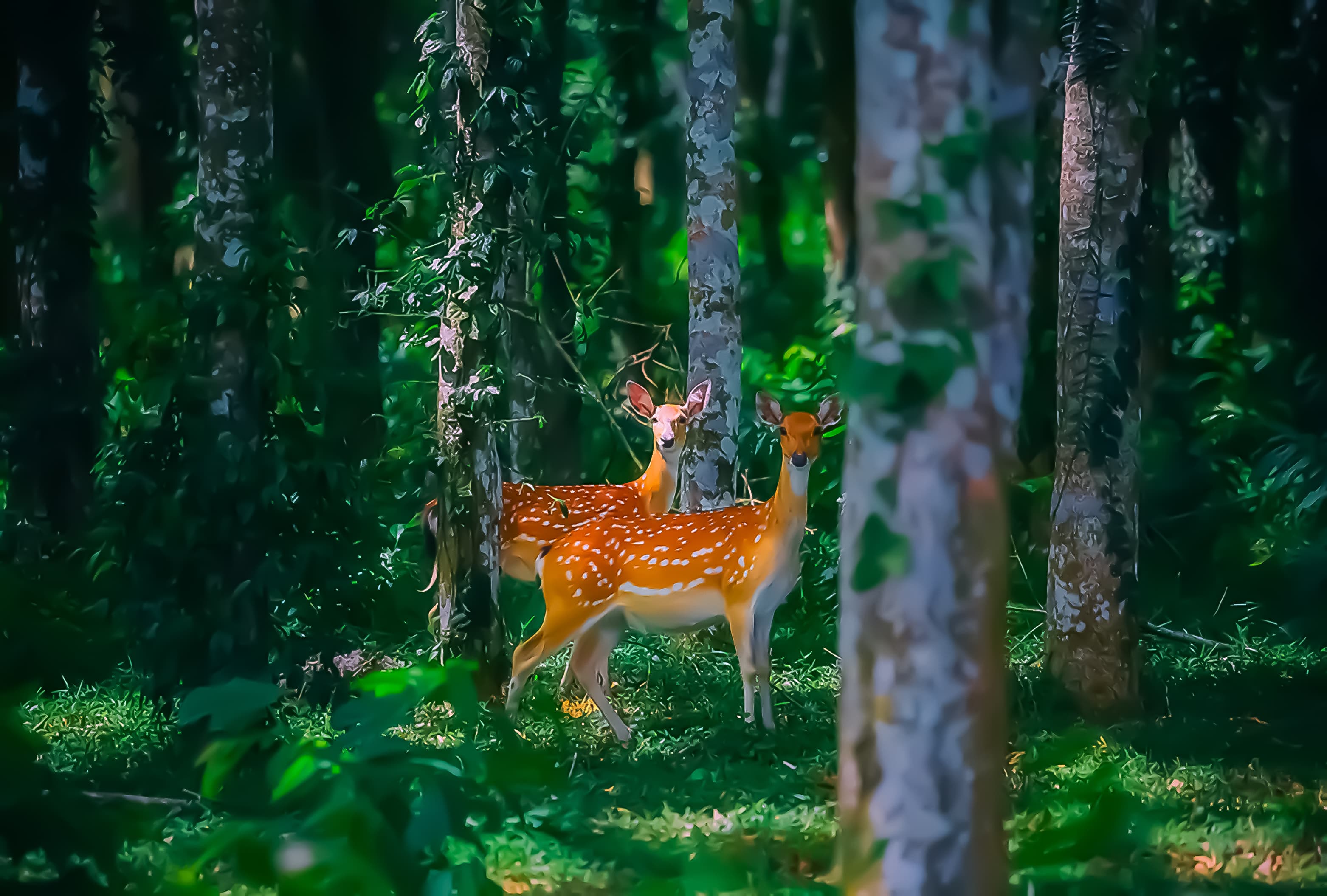Cuc Phuong National Park Scene 5