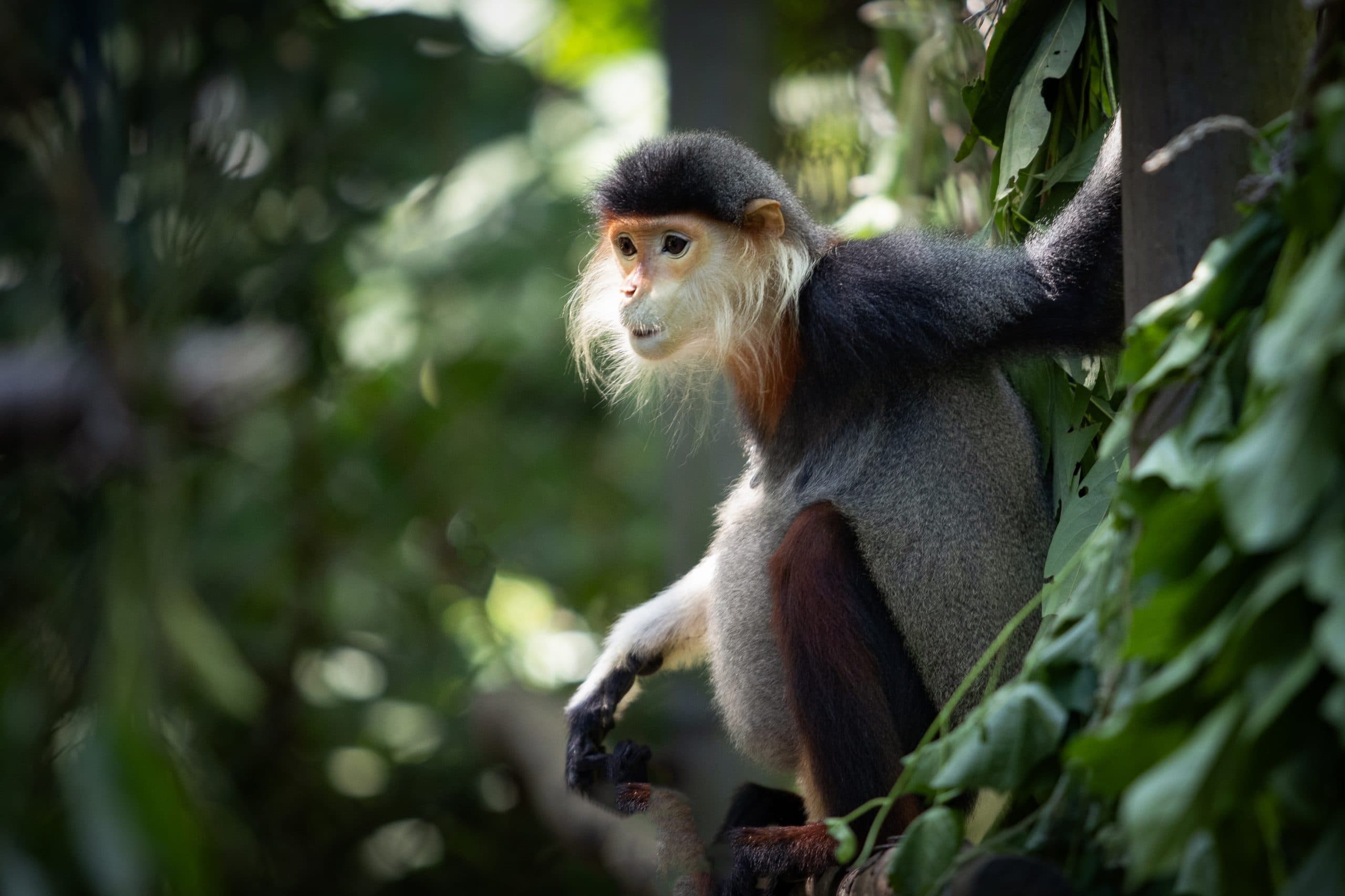 Cuc Phuong National Park Scene 6