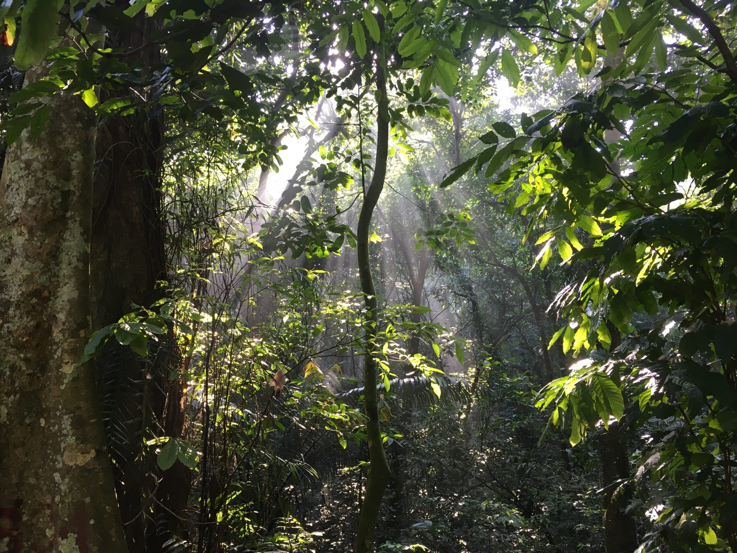Conservation Background