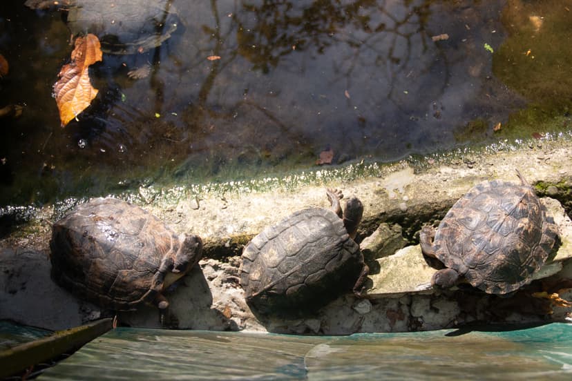 Turtle Conservation Program