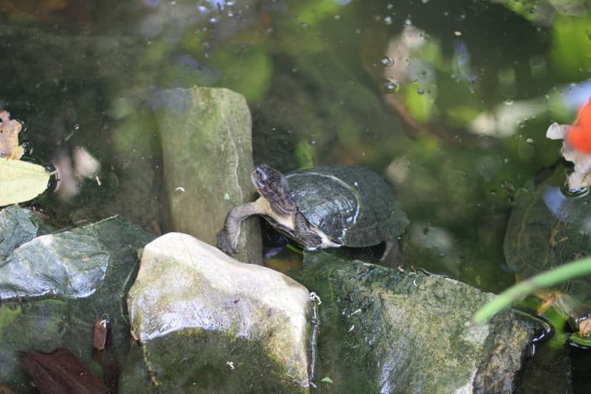 The Turtle Conservation Centre