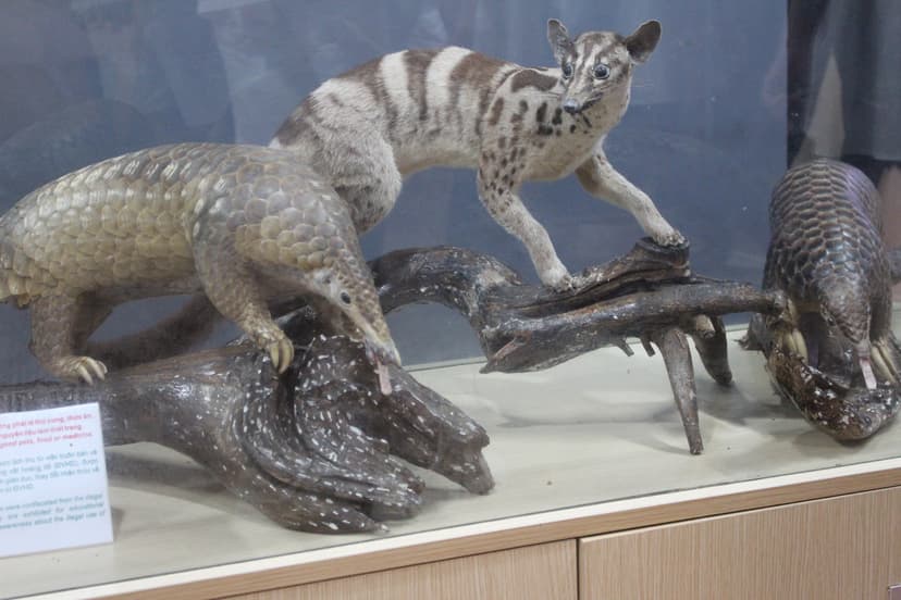 Carnivore and Pangolin Conservation Program