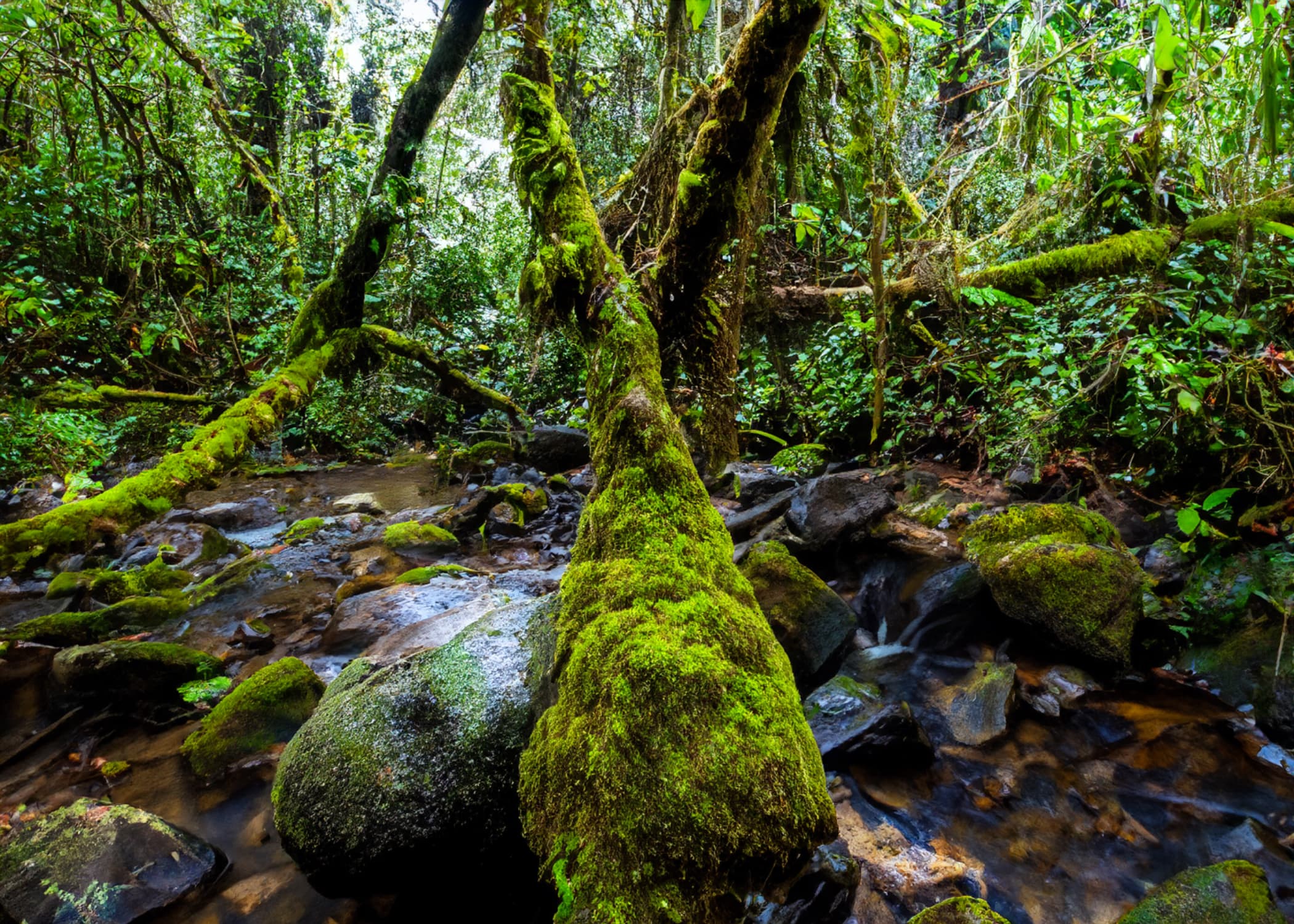 Cuc Phuong Conservation