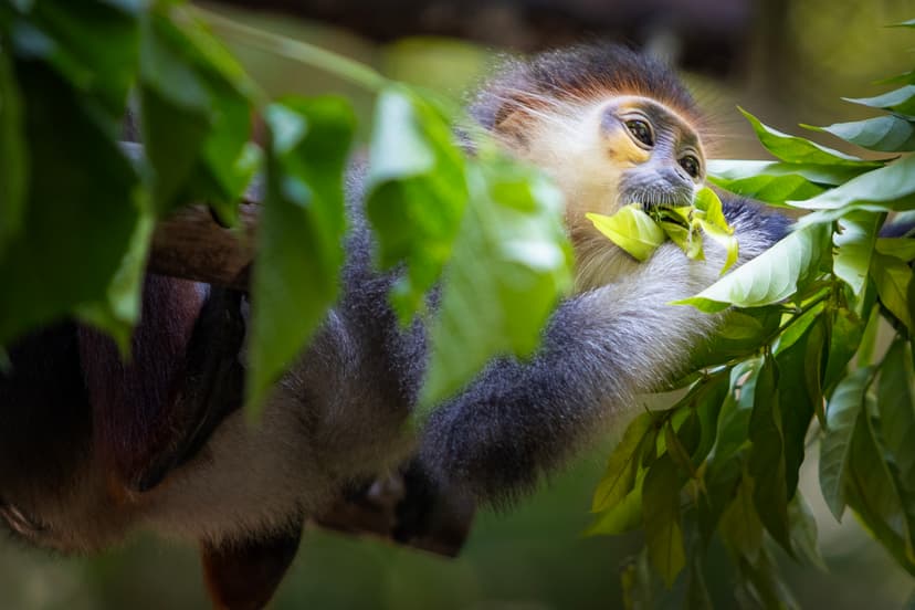 Endangered Primate Rescue Program