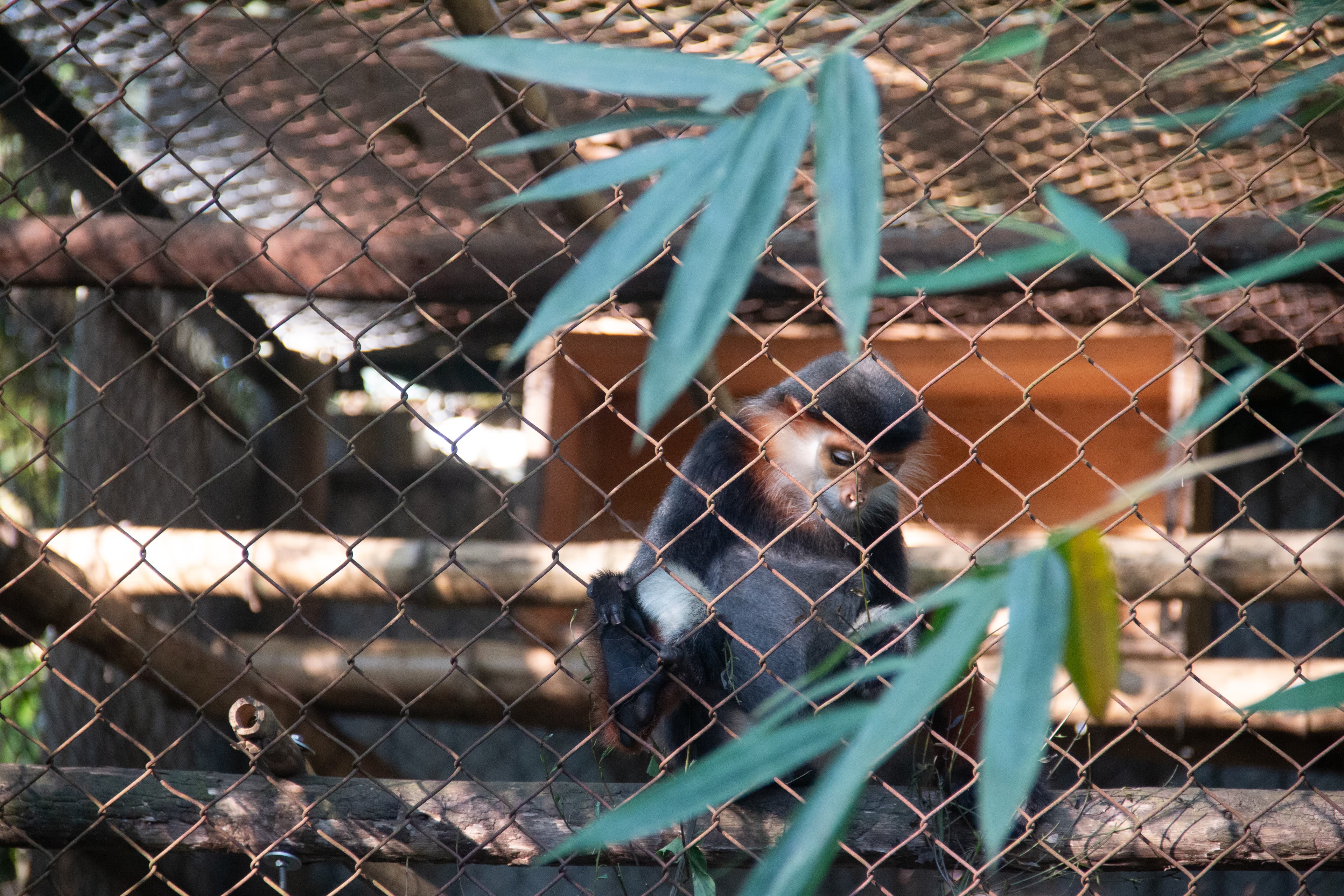 Endangered Primate Rescue Center