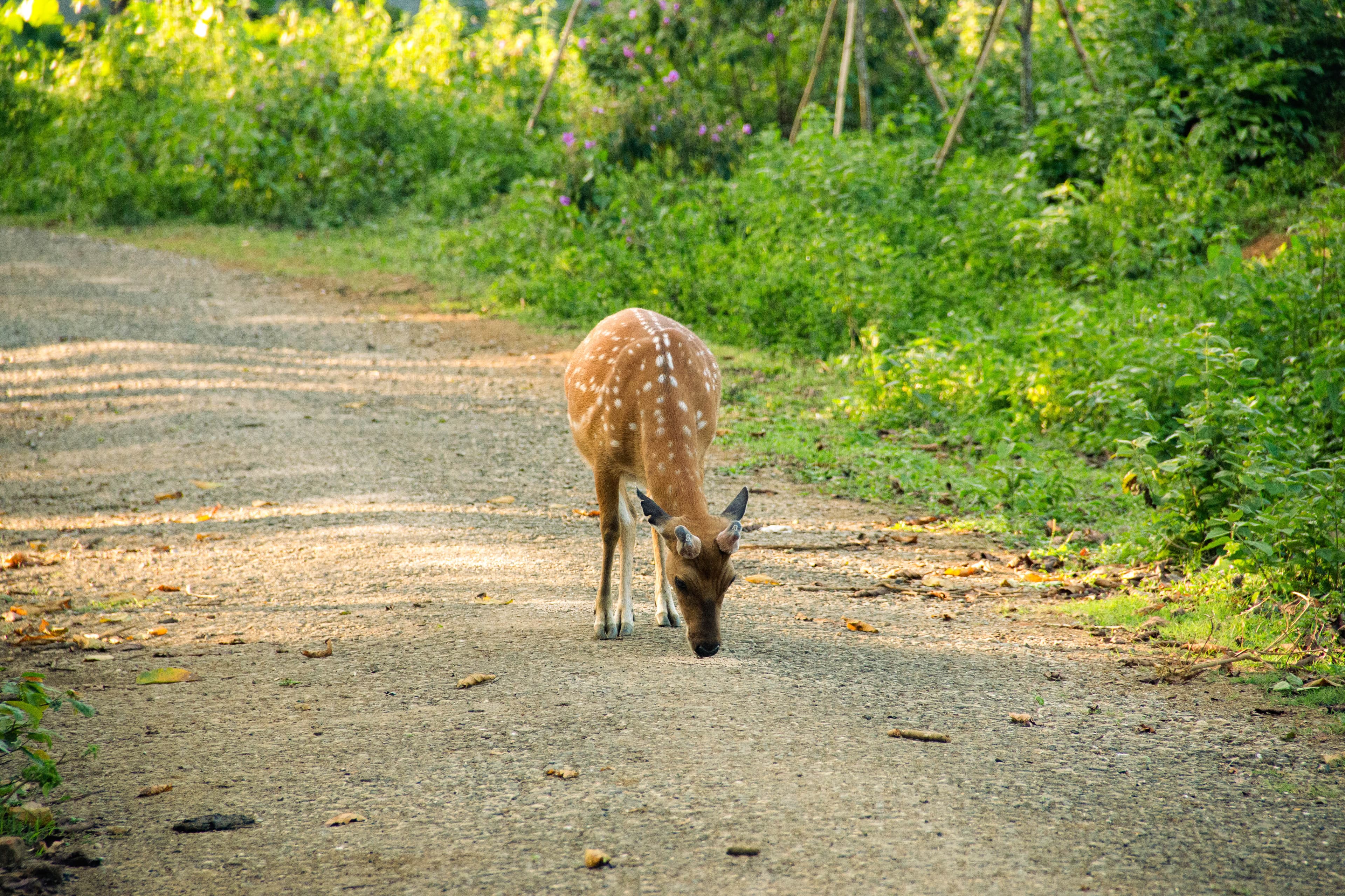 Ungulate and Avian Conservation Area