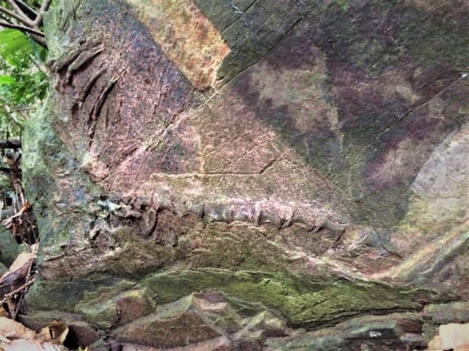 Plateosaur fossil replica at Cuc Phuong