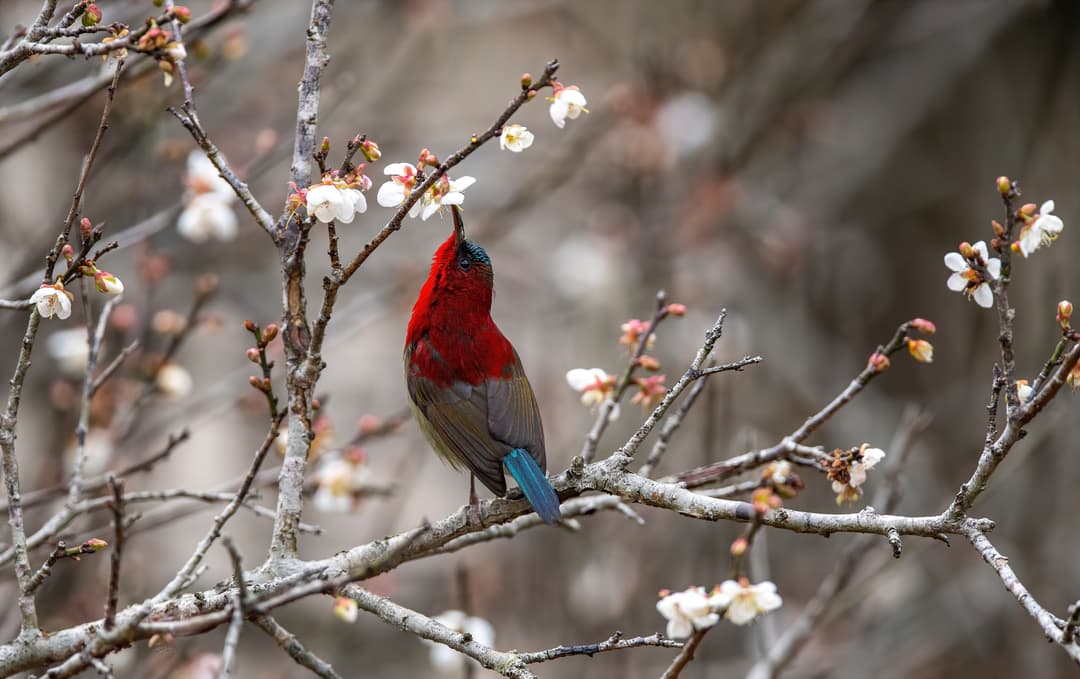 gallery.imageAlt.birdWatching1
