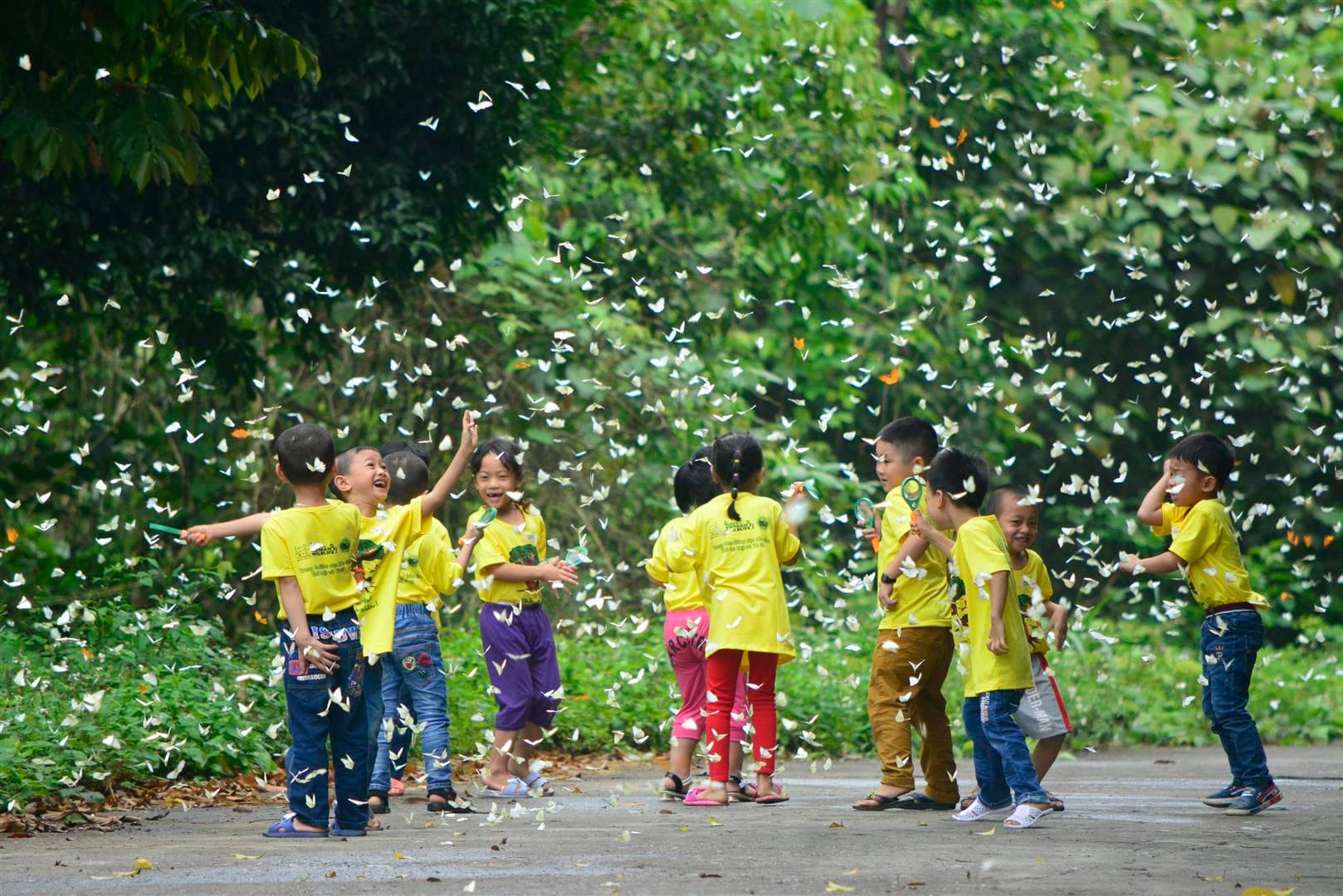 Butterfly season at Cuc Phuong