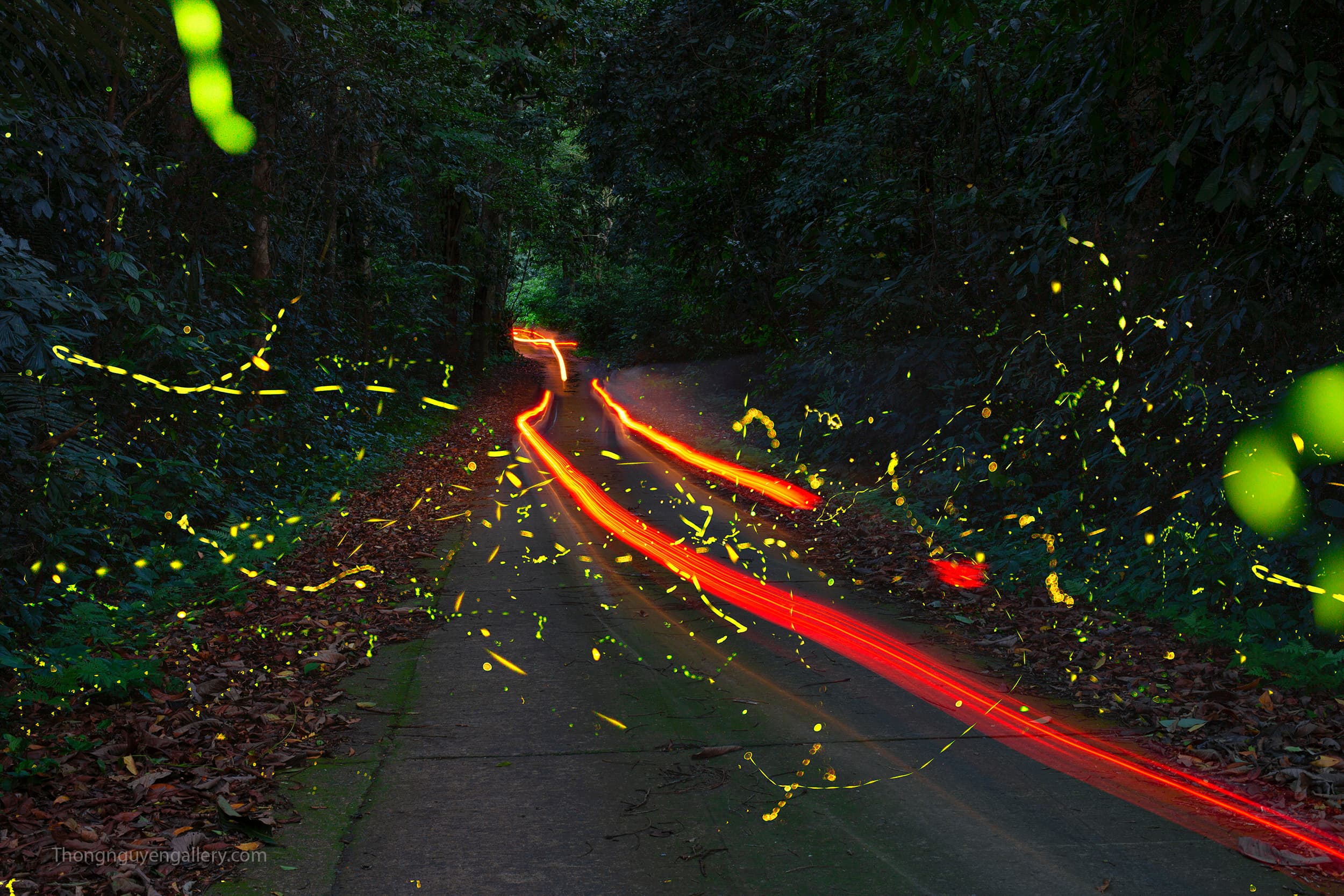Fireflies at Cuc Phuong