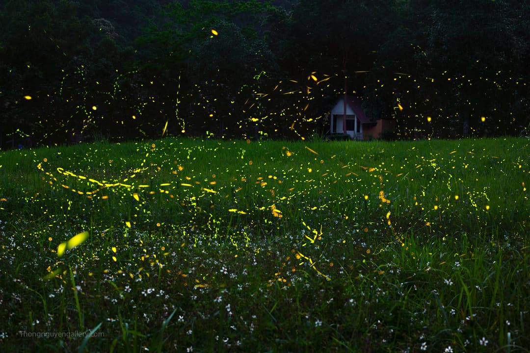 gallery.imageAlt.firefly2