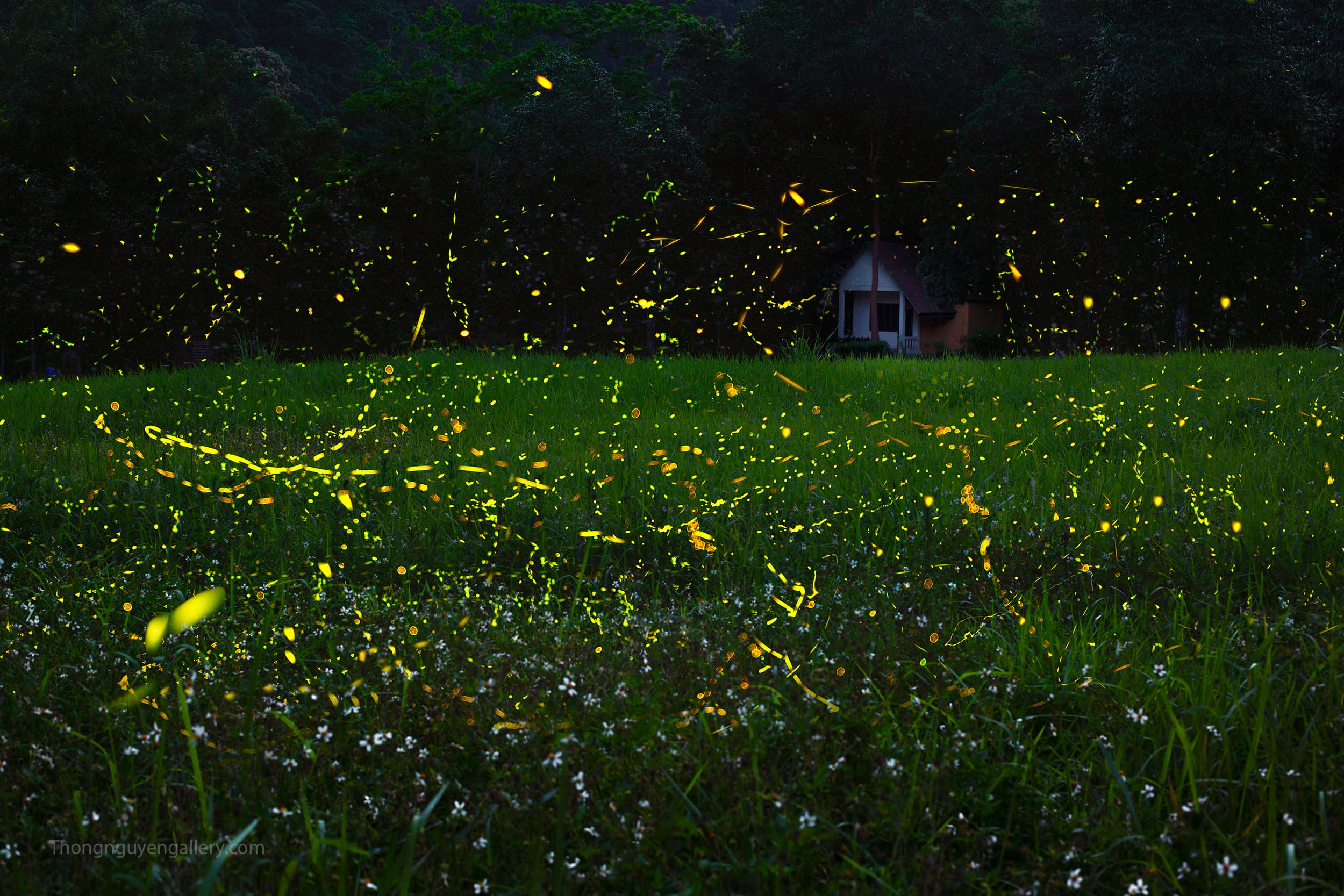 Firefly season at Cuc Phuong