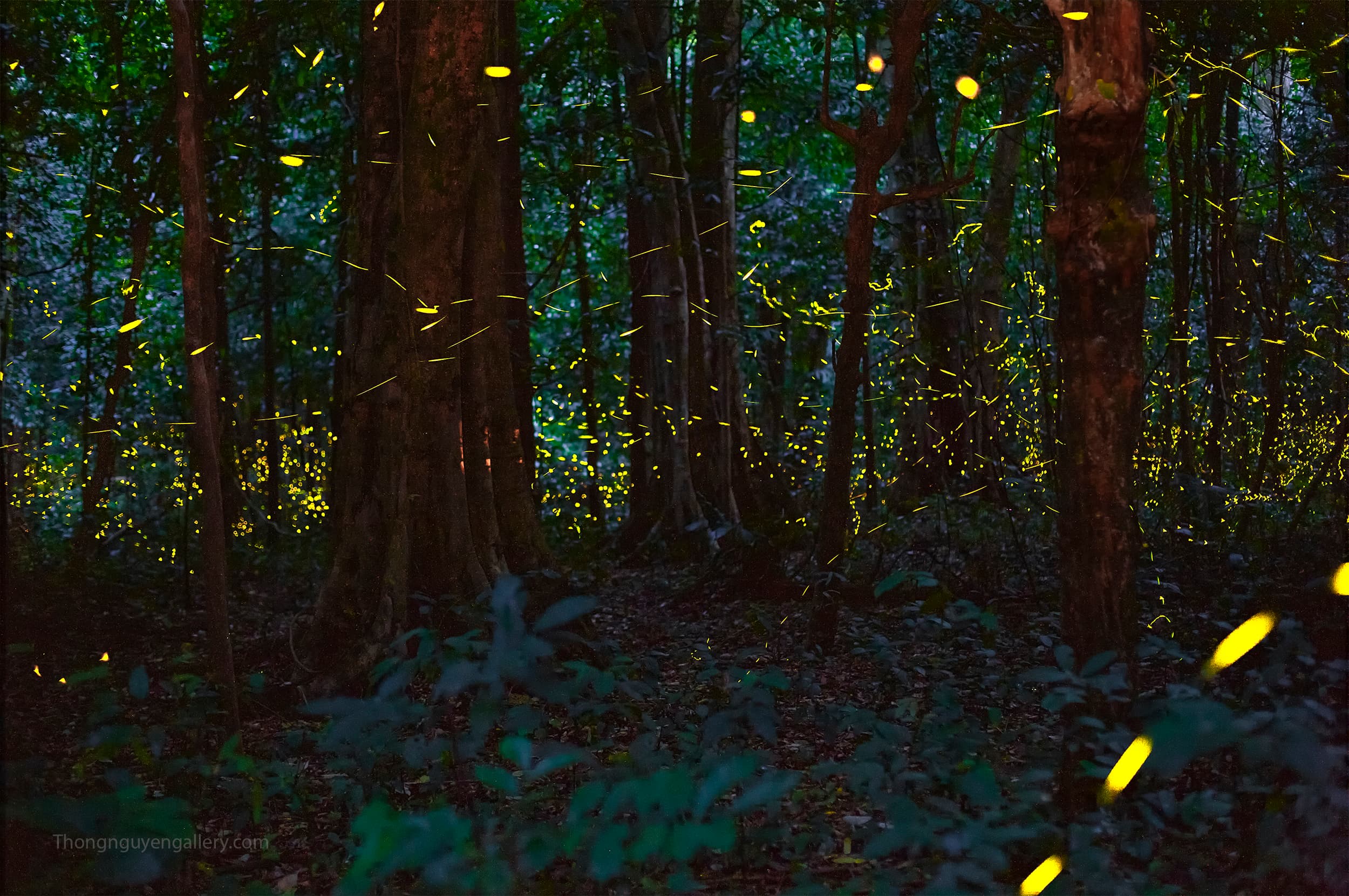 Fireflies at Cuc Phuong