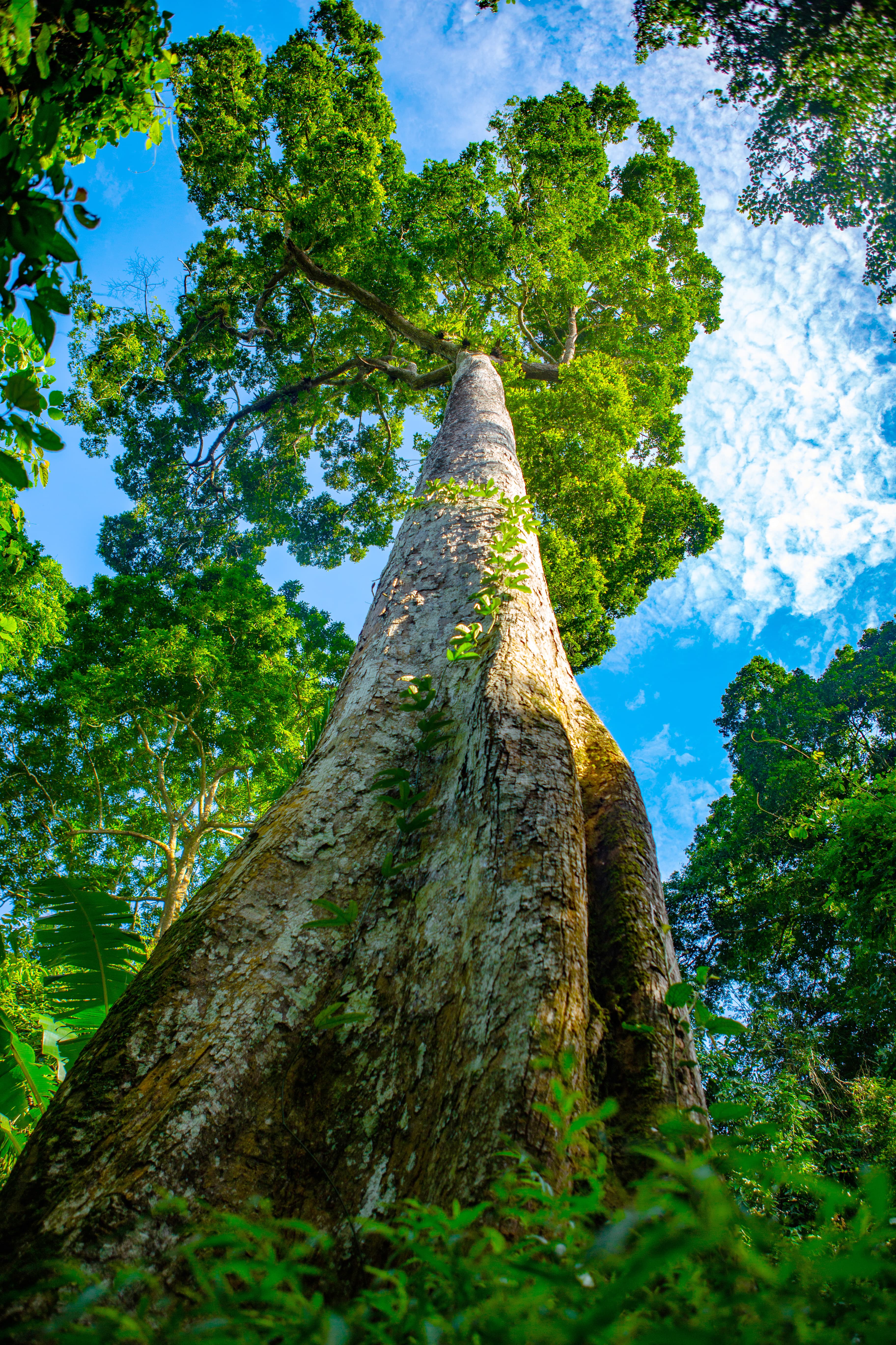 Son Cung Cave, Cluster of 5 Chò Chỉ Trees, and the Thousand-Year Chò Tree