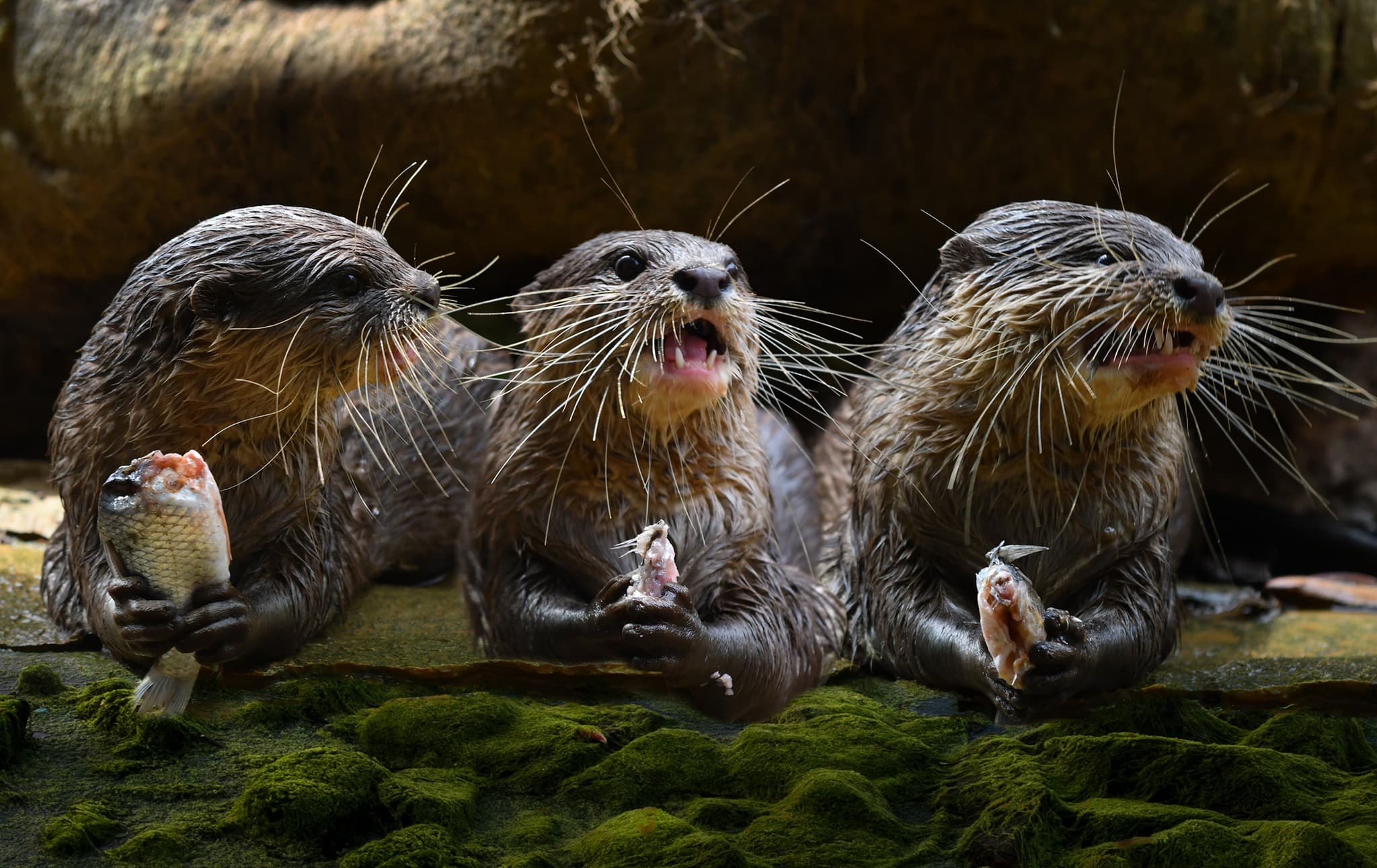 Caring for wildlife at rescue centers