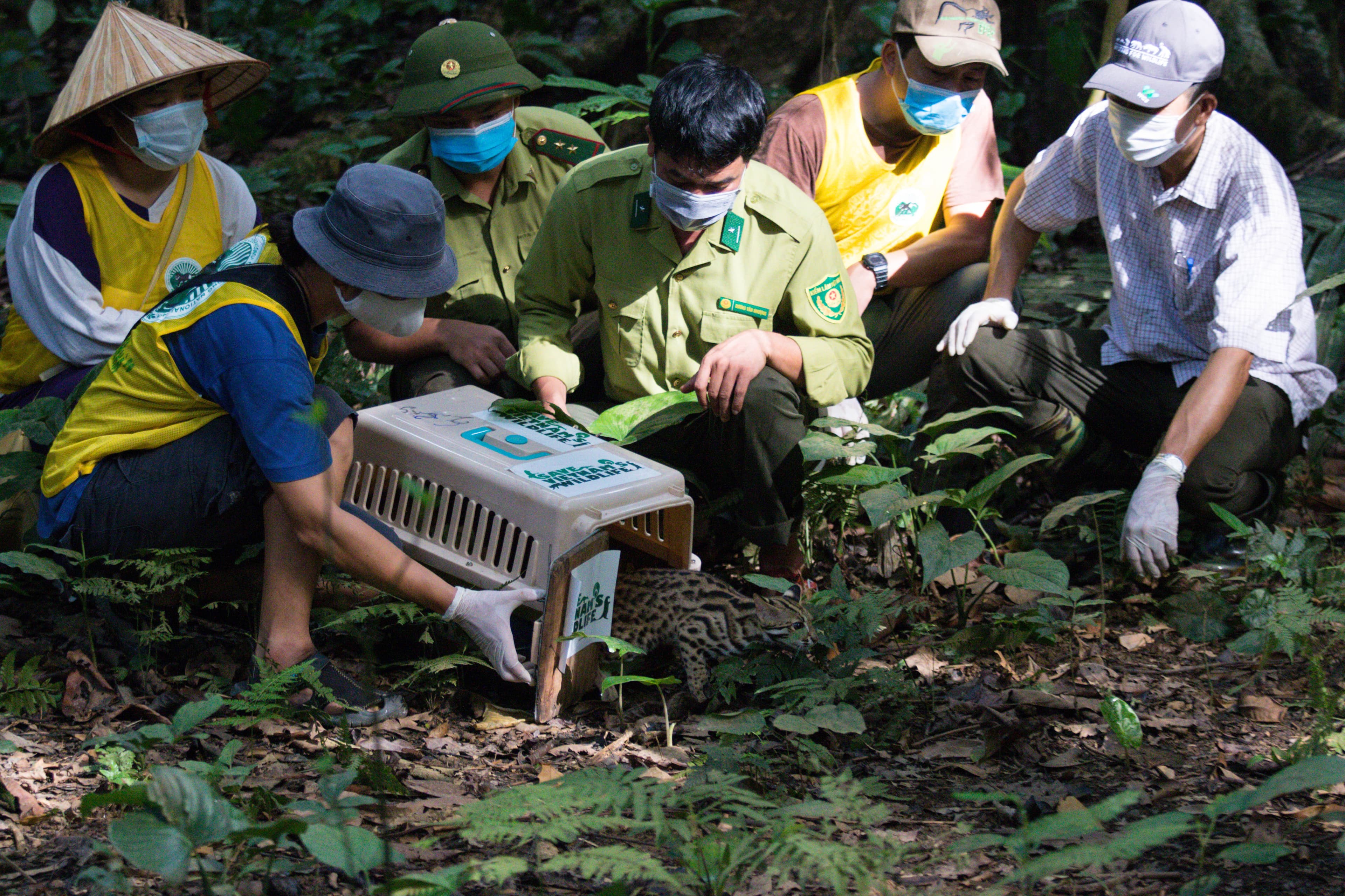 Wildlife conservation activities