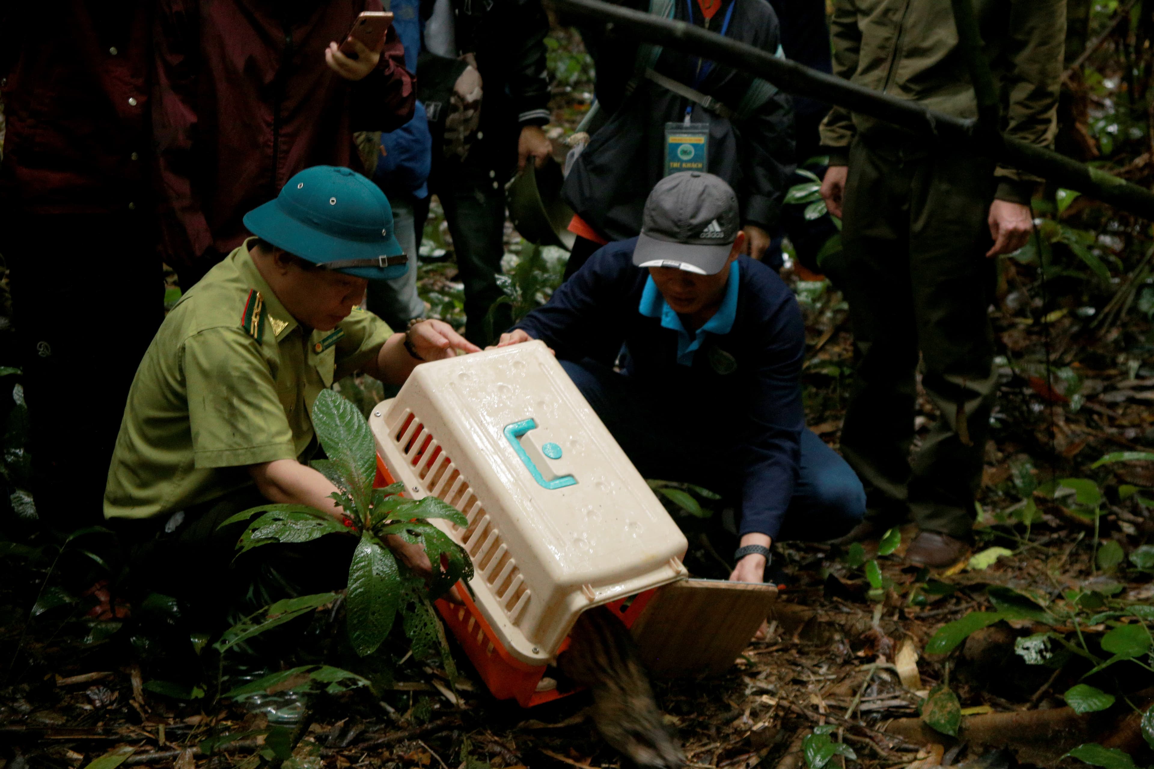 Releasing animals back to the wild