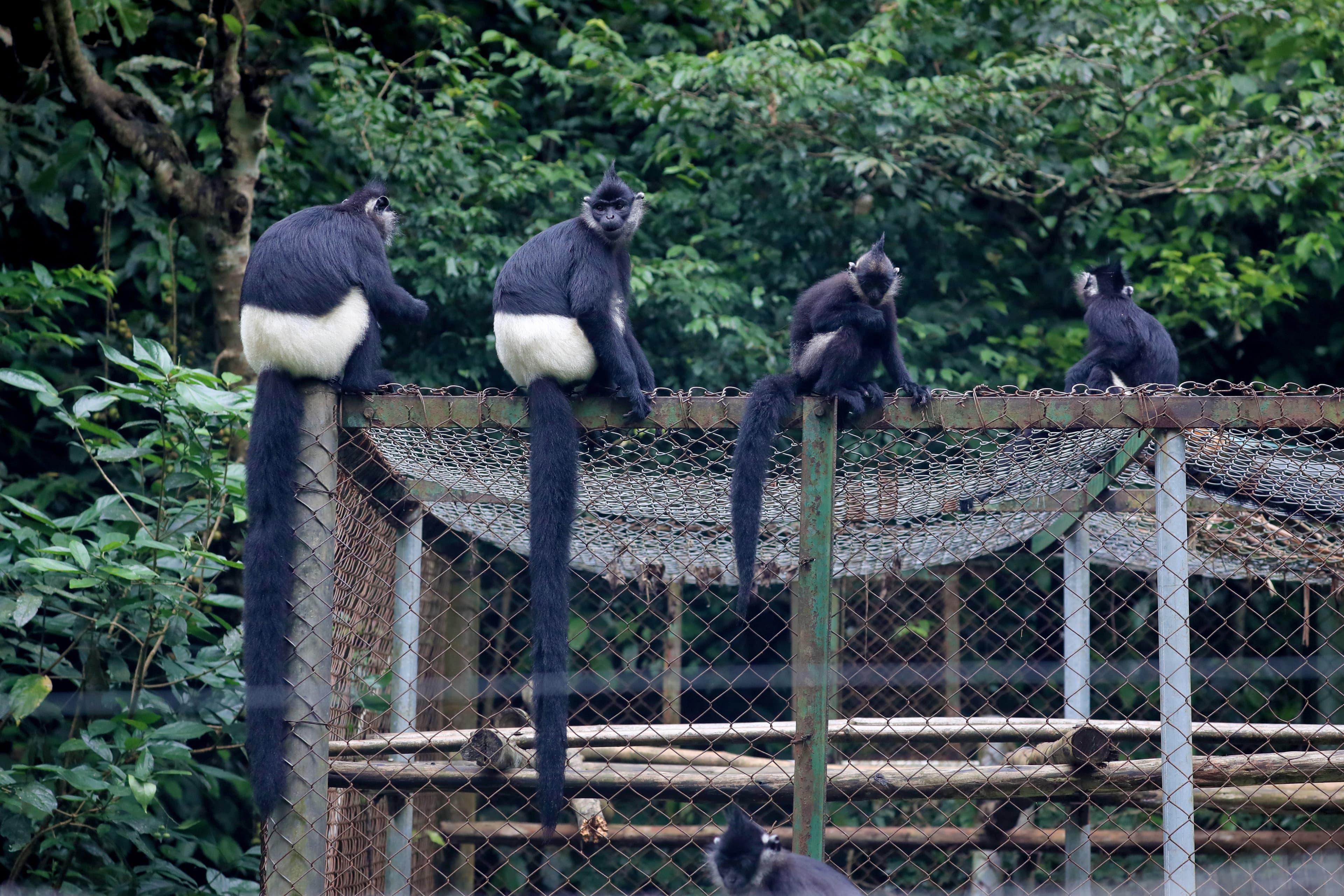 Endangered Primate Rescue Center (EPRC)
