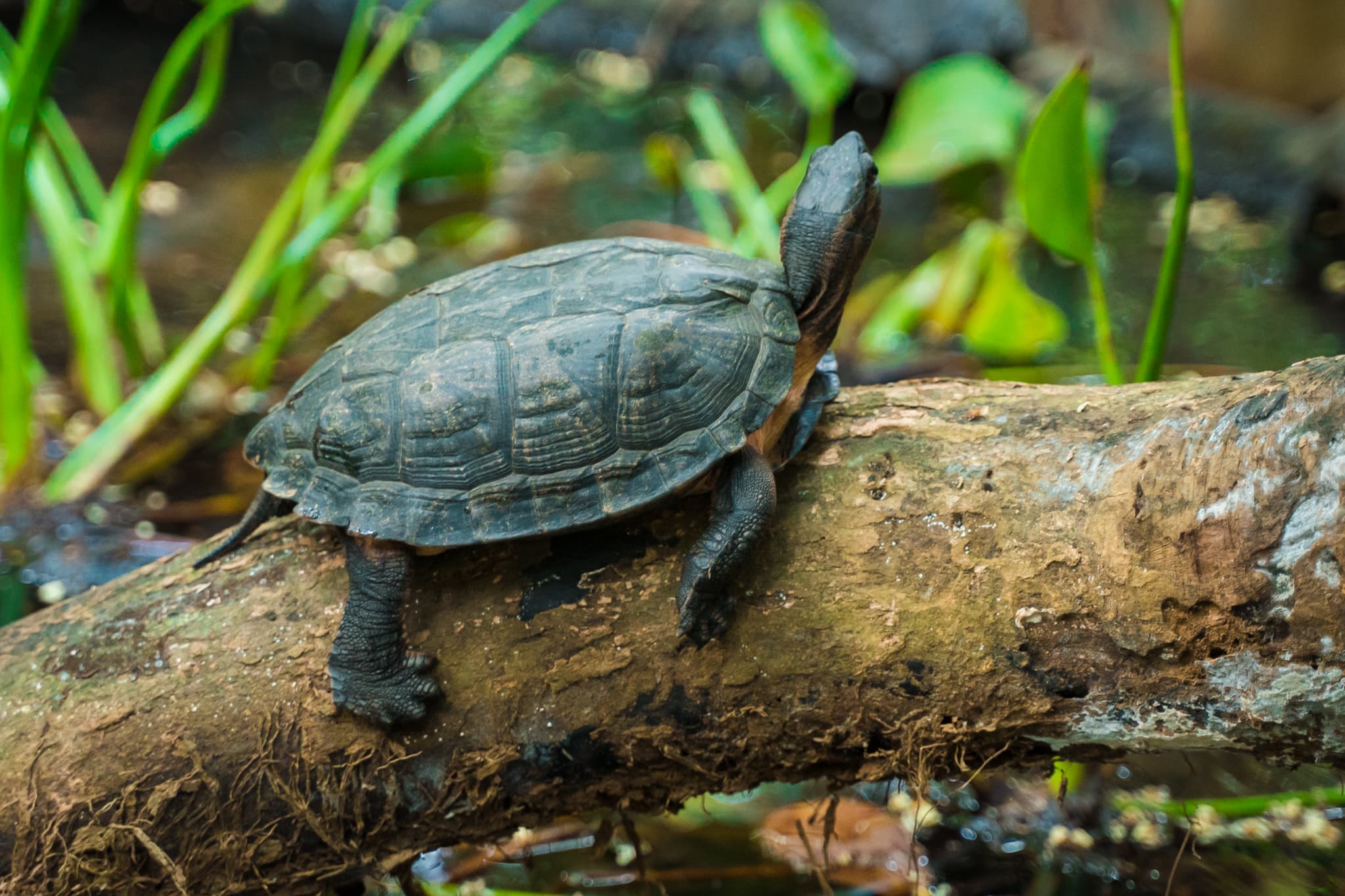 Turtle Conservation Center (TCC)